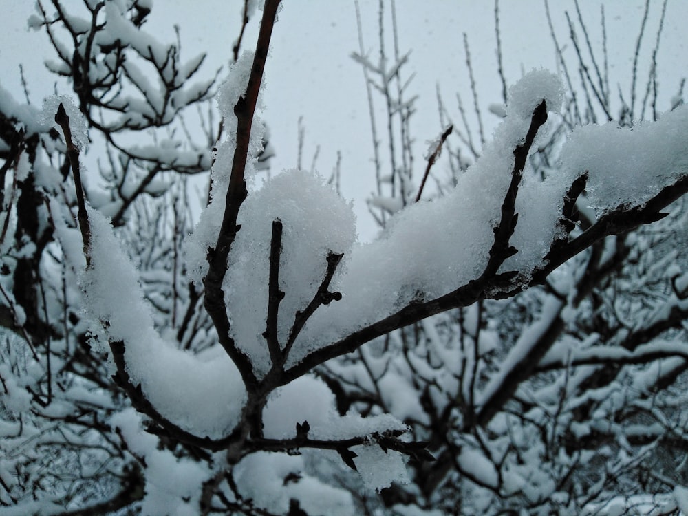snow covered tree branches during daytime