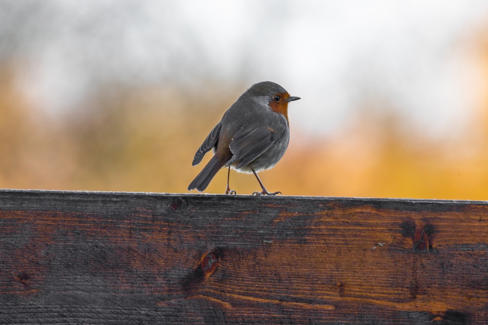 gray bird on brown wooden fence