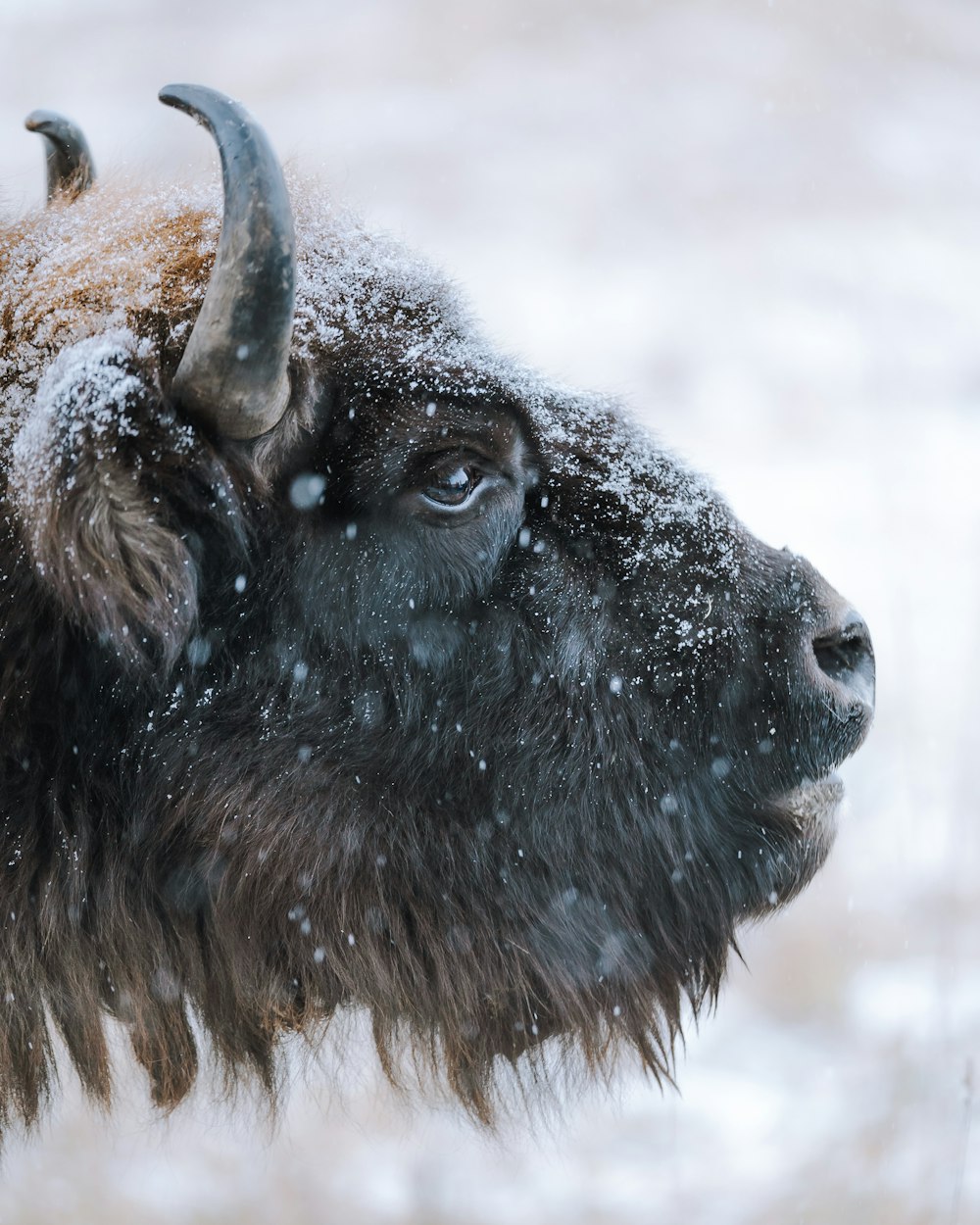 brown bison on snow covered ground during daytime