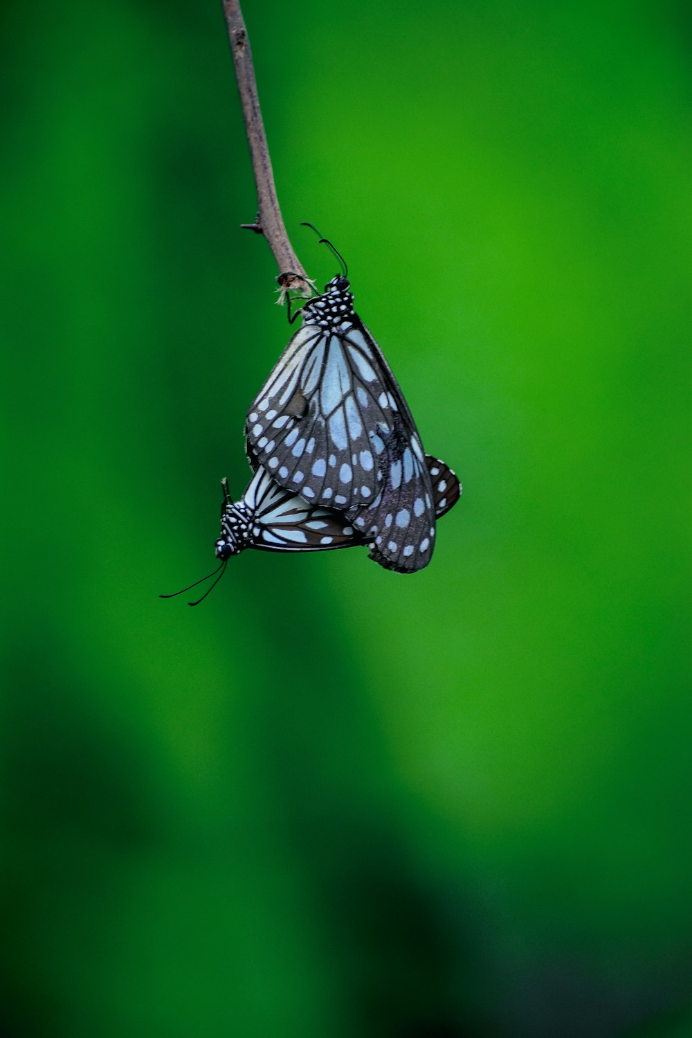 farfalla in bianco e nero appollaiata sullo stelo marrone nella fotografia ravvicinata durante il giorno