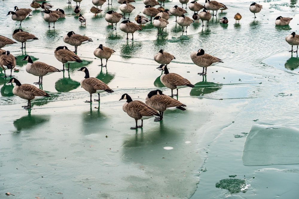 flock of brown birds on water during daytime