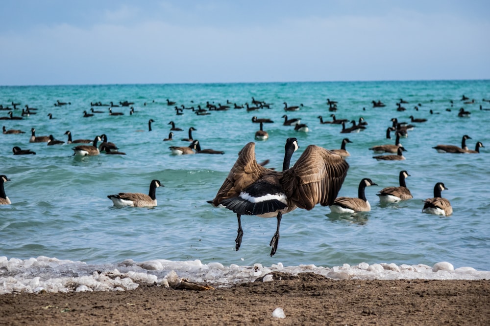 flock of geese on beach during daytime