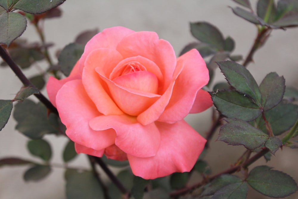 pink rose in bloom during daytime