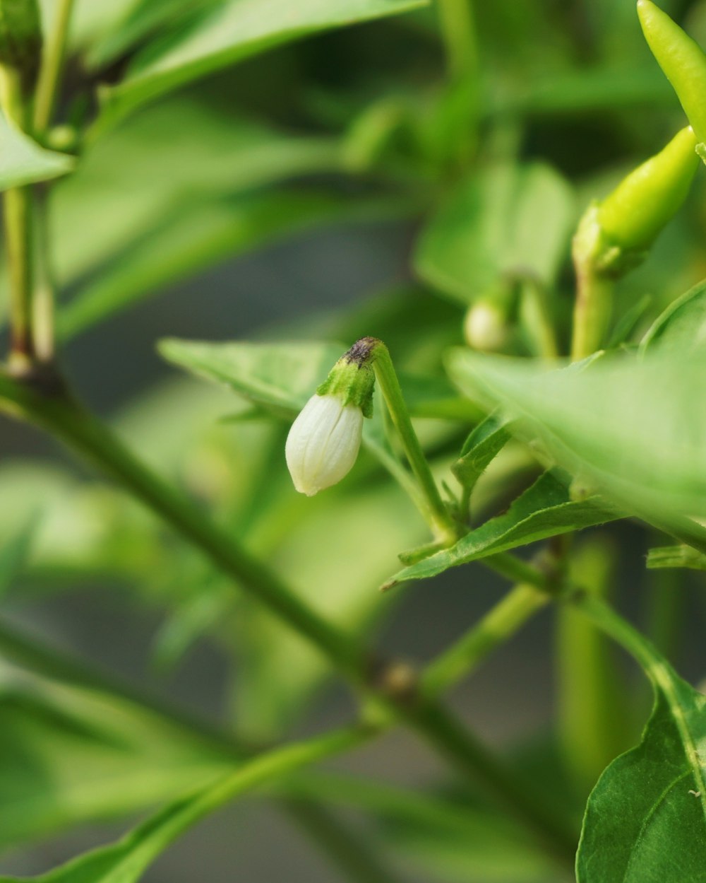 green flower bud in close up photography