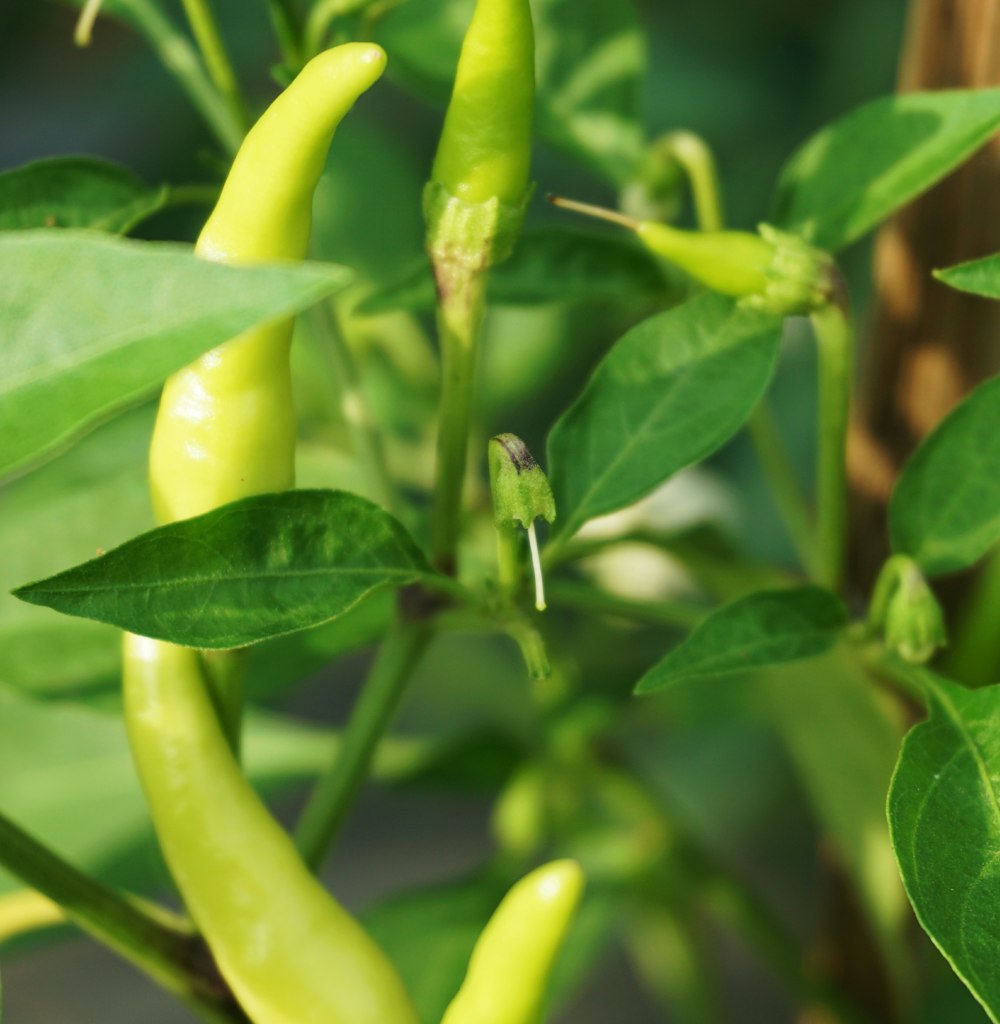 green chili pepper in close up photography