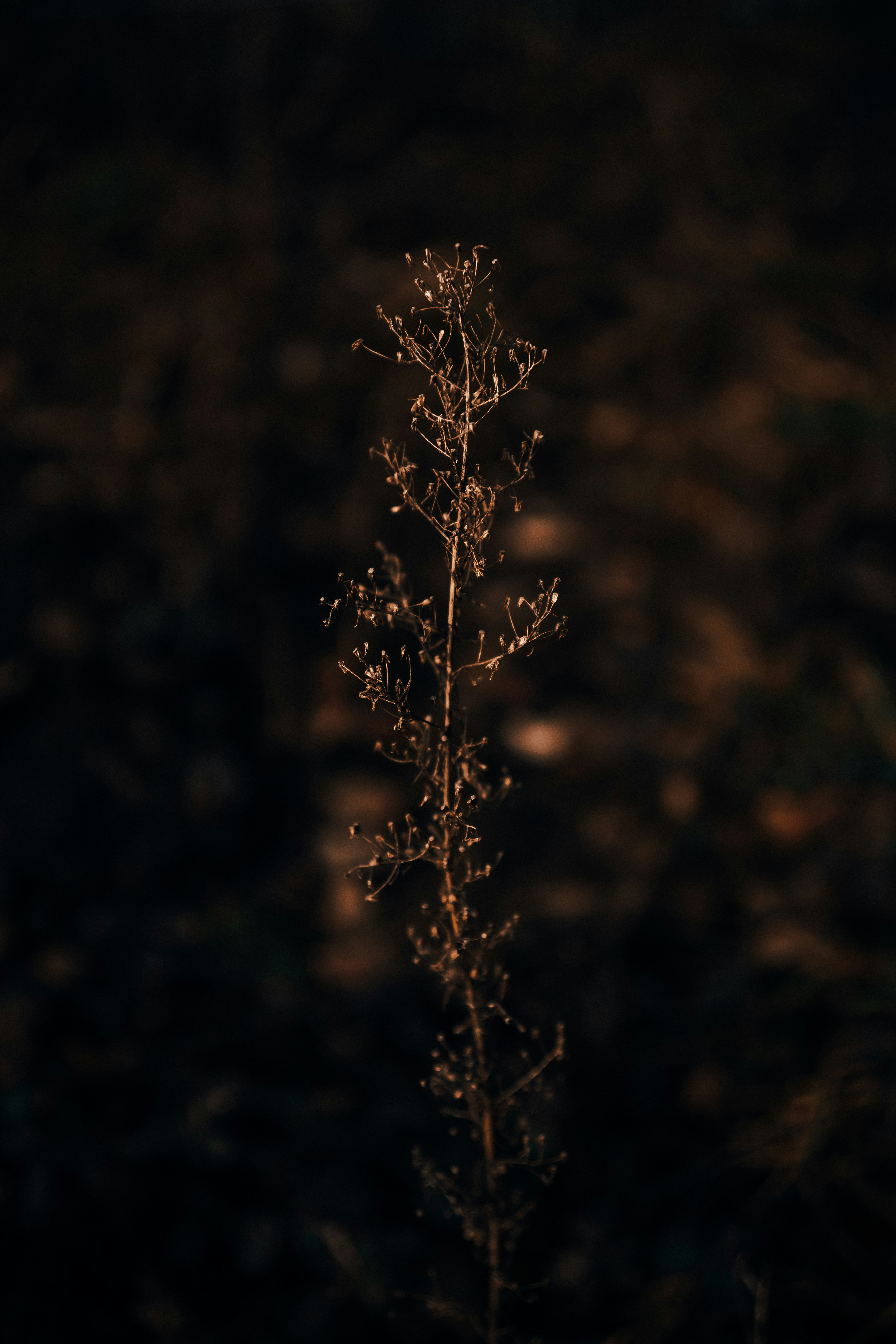 Photo by mirkosphoto