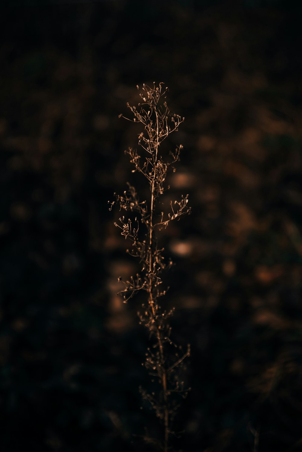 brown plant in close up photography