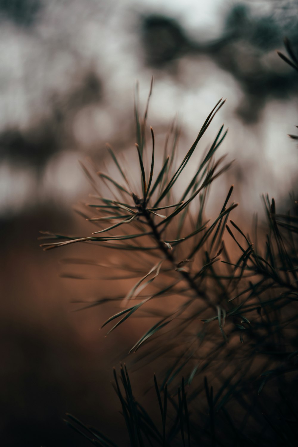 brown grass in tilt shift lens