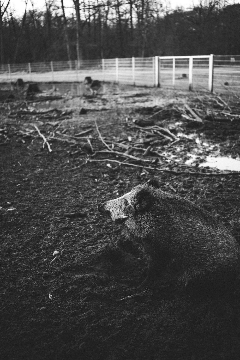 grayscale photography of bear in cage