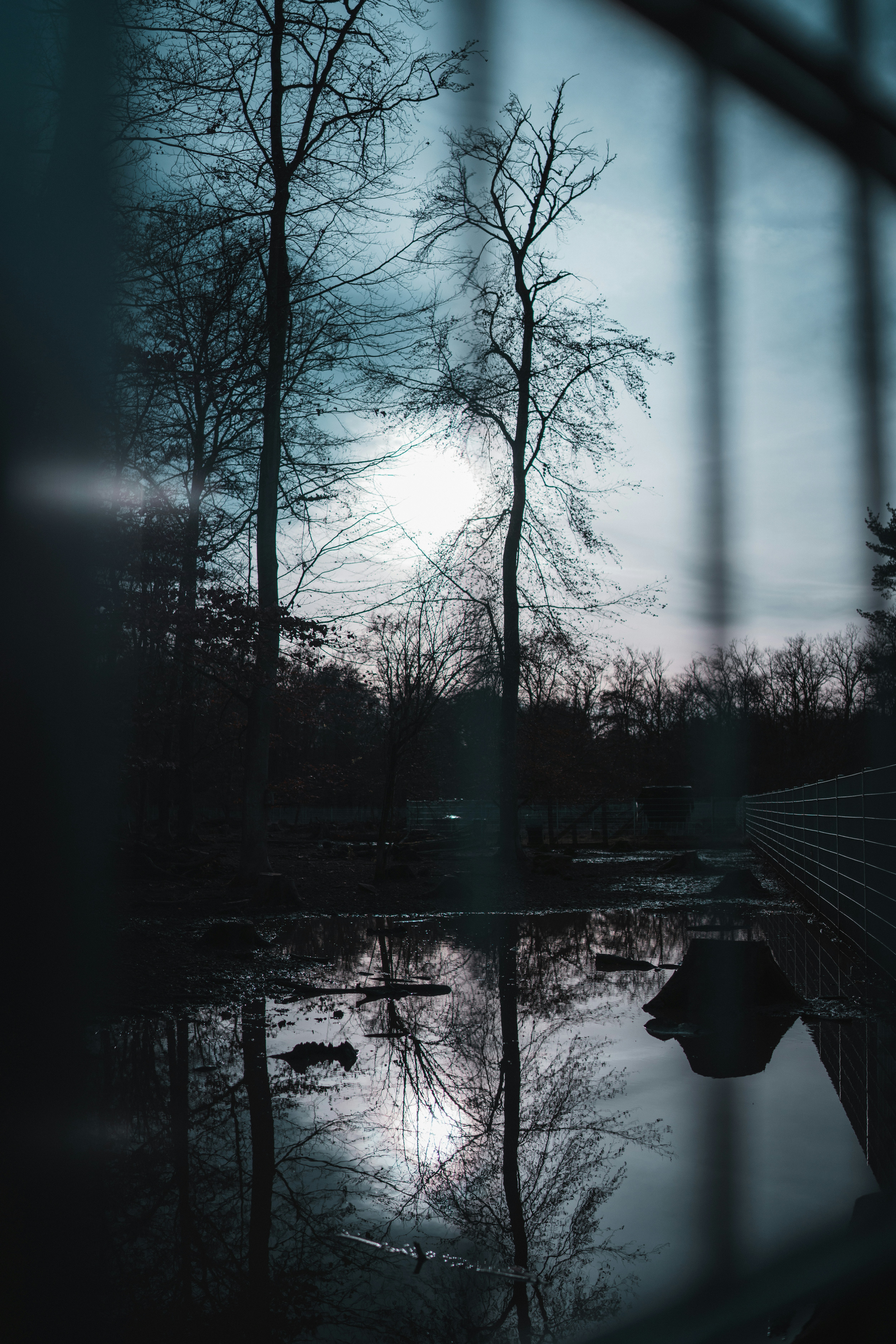 kahle Bäume auf schneebedecktem Boden tagsüber