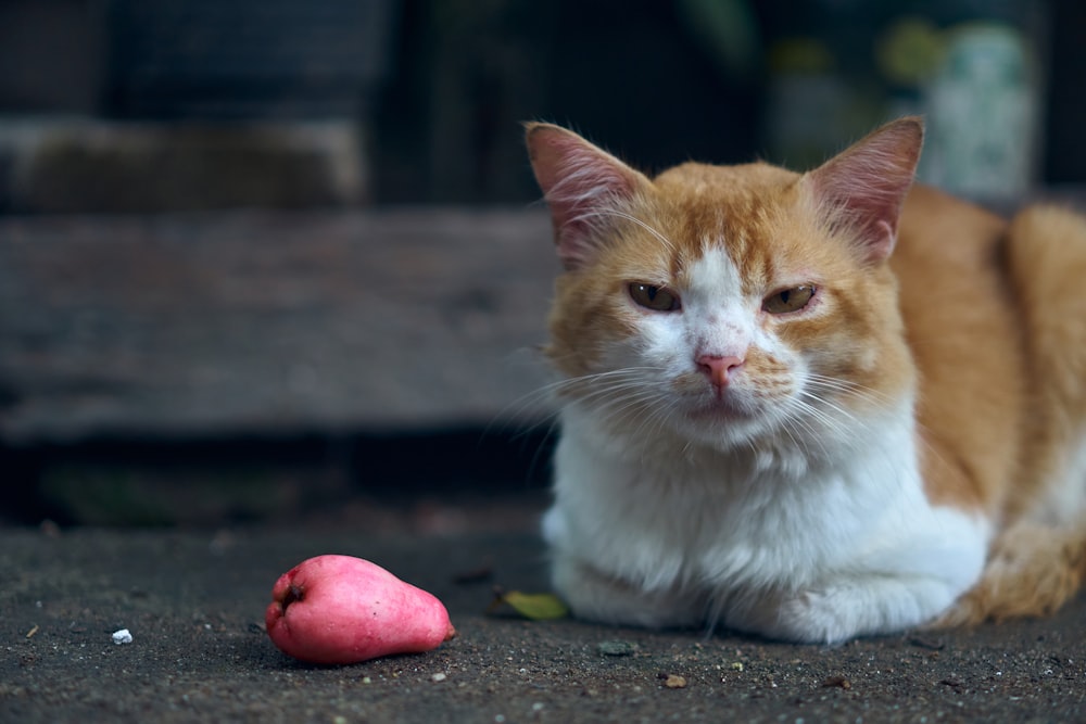 orange and white cat sitting on black concrete floor