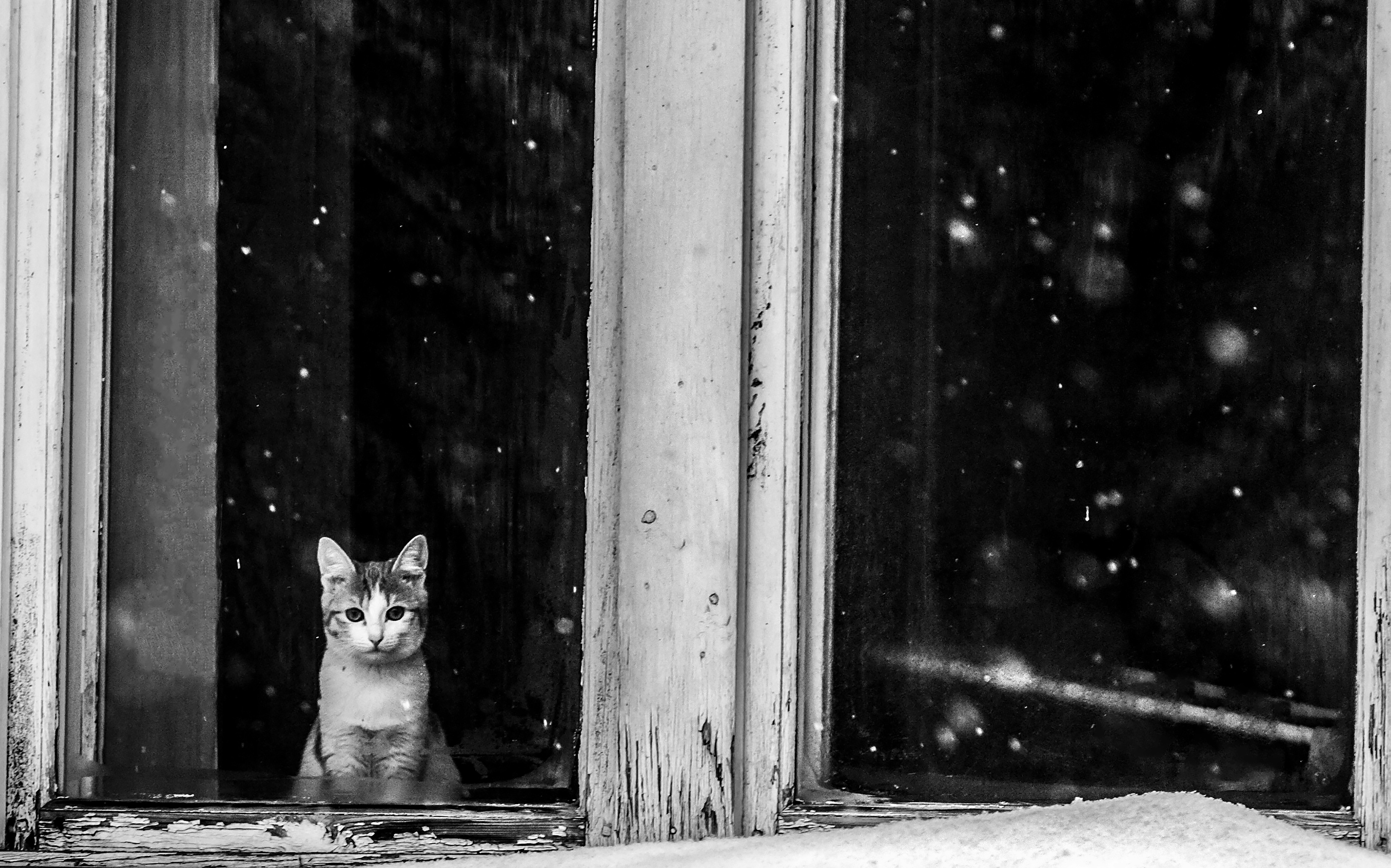 grayscale photo of cat looking at the window