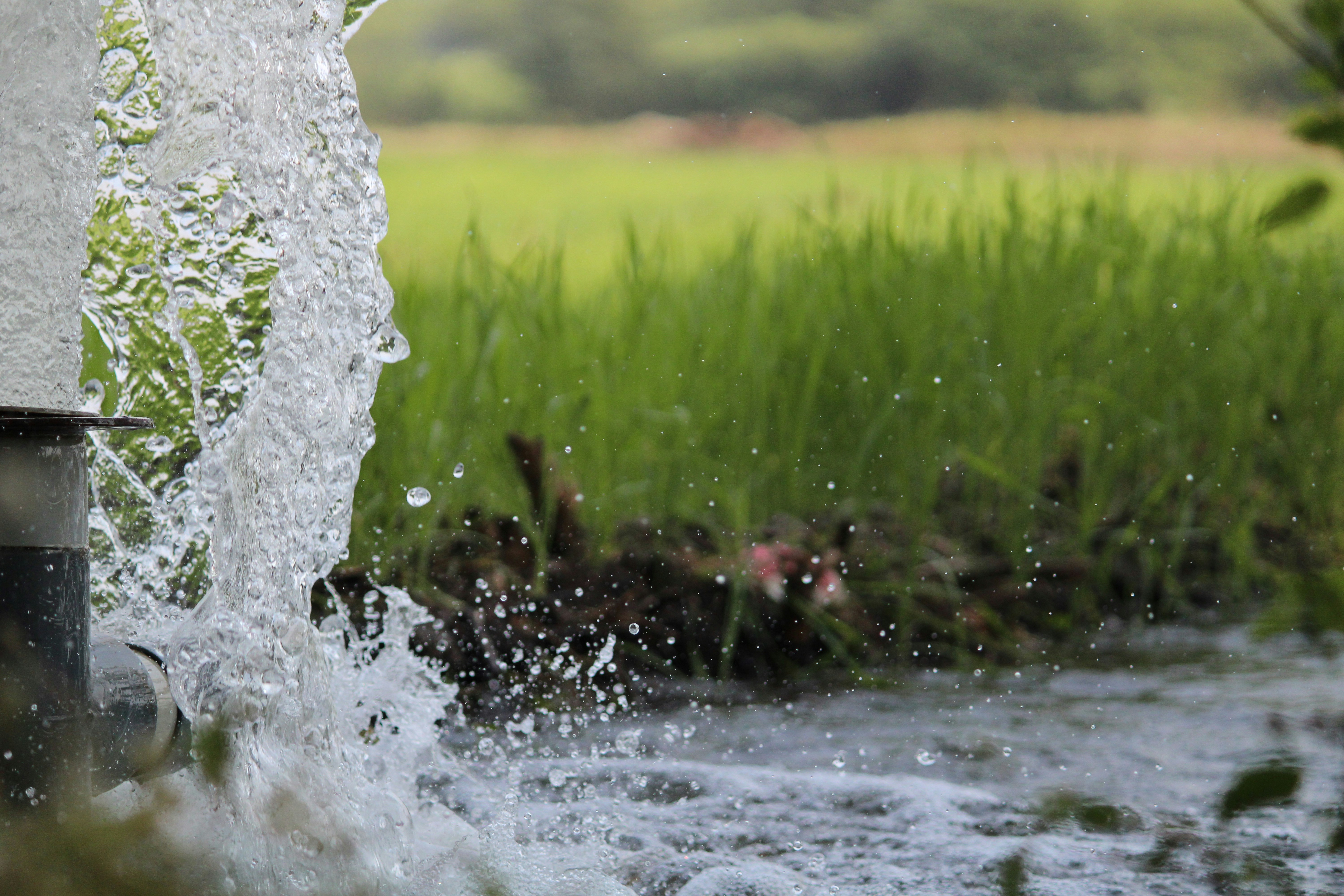 water splash on green grass during daytime