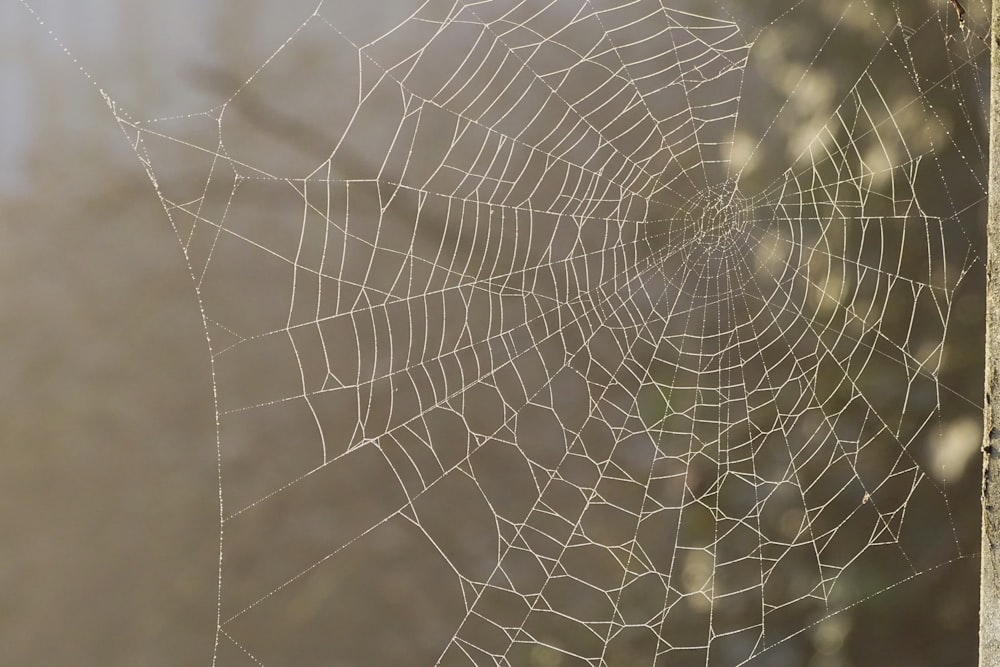 spider web in close up photography