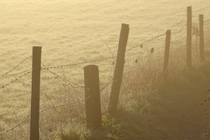 A rustic wooden fence with morning dew drops in a quiet countryside field.