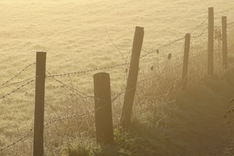 A rustic wooden fence with morning dew drops in a quiet countryside field.