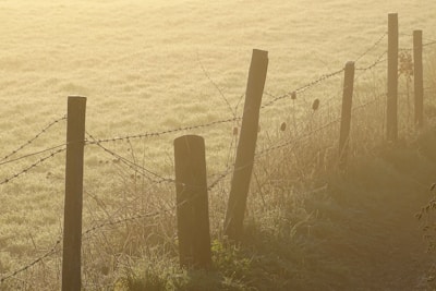 A rustic wooden fence bordering a lush green pasture with grazing cattle under a soft morning light.