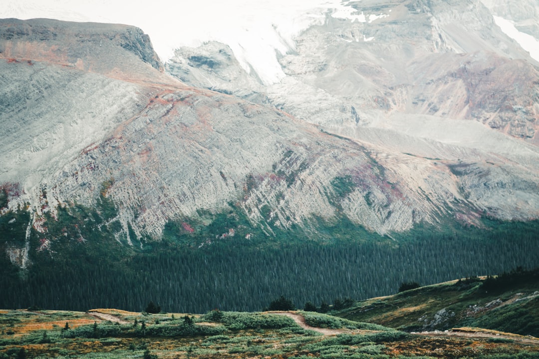 green trees near snow covered mountain during daytime