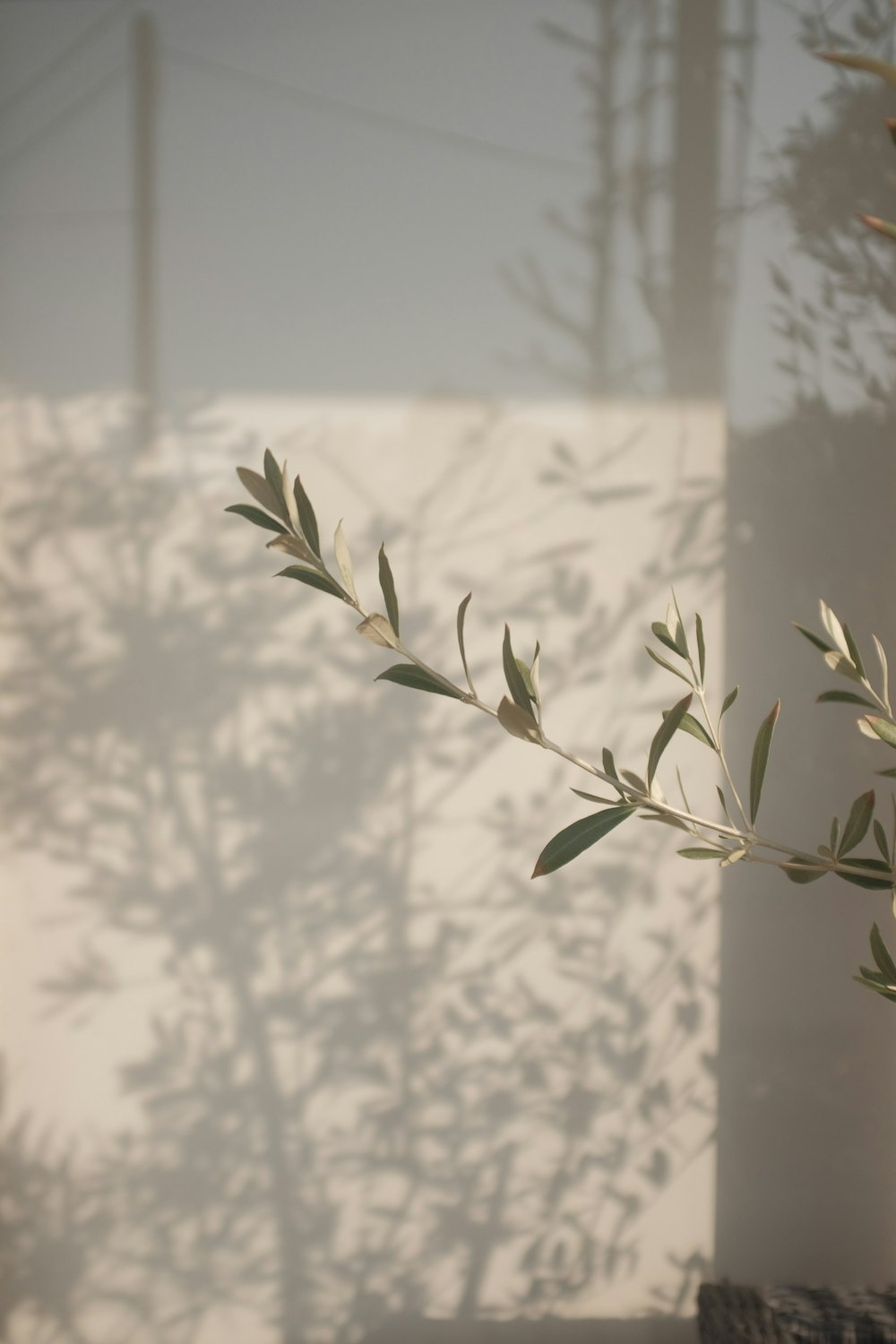 green plant in front of white window curtain