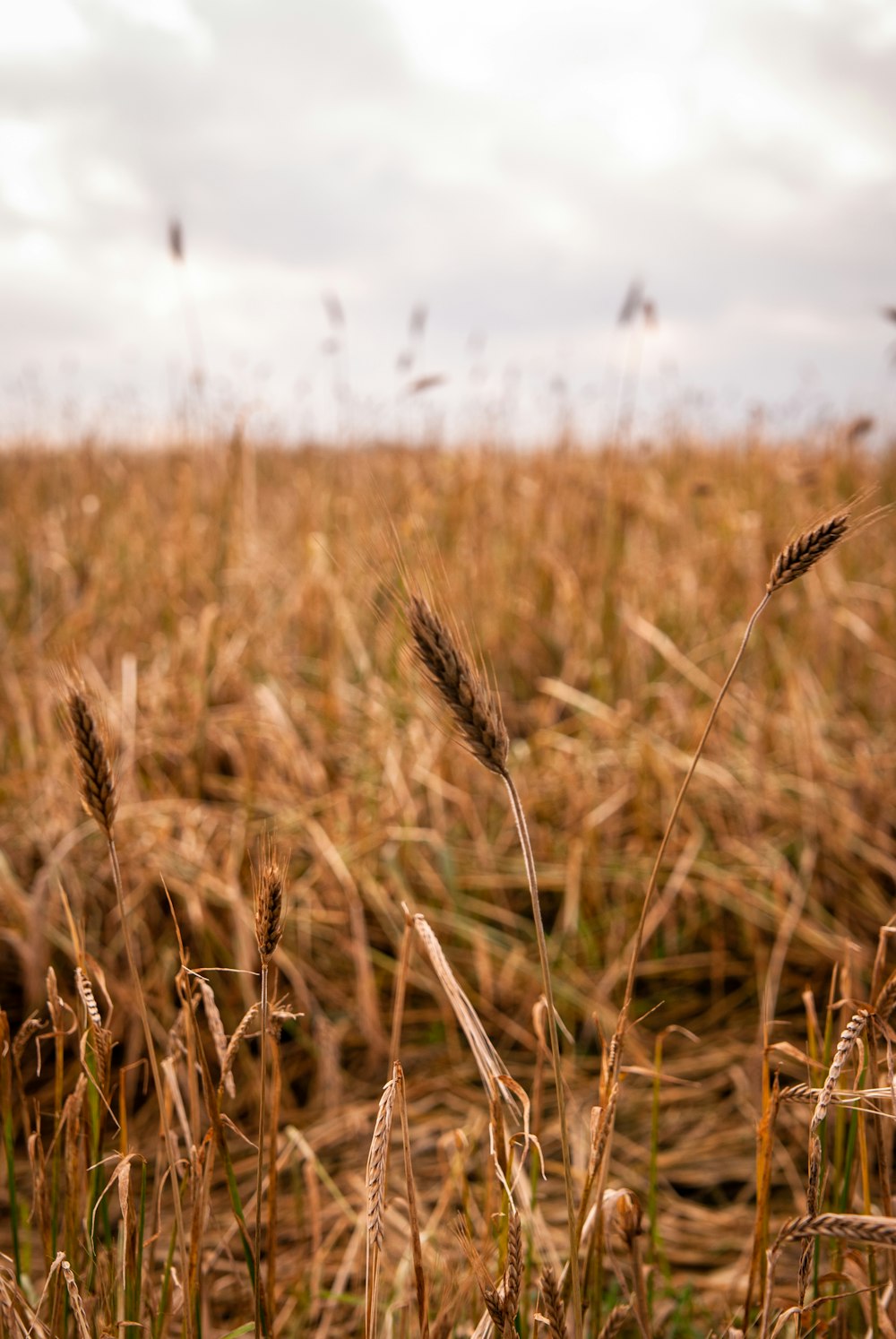 campo de trigo marrom durante o dia