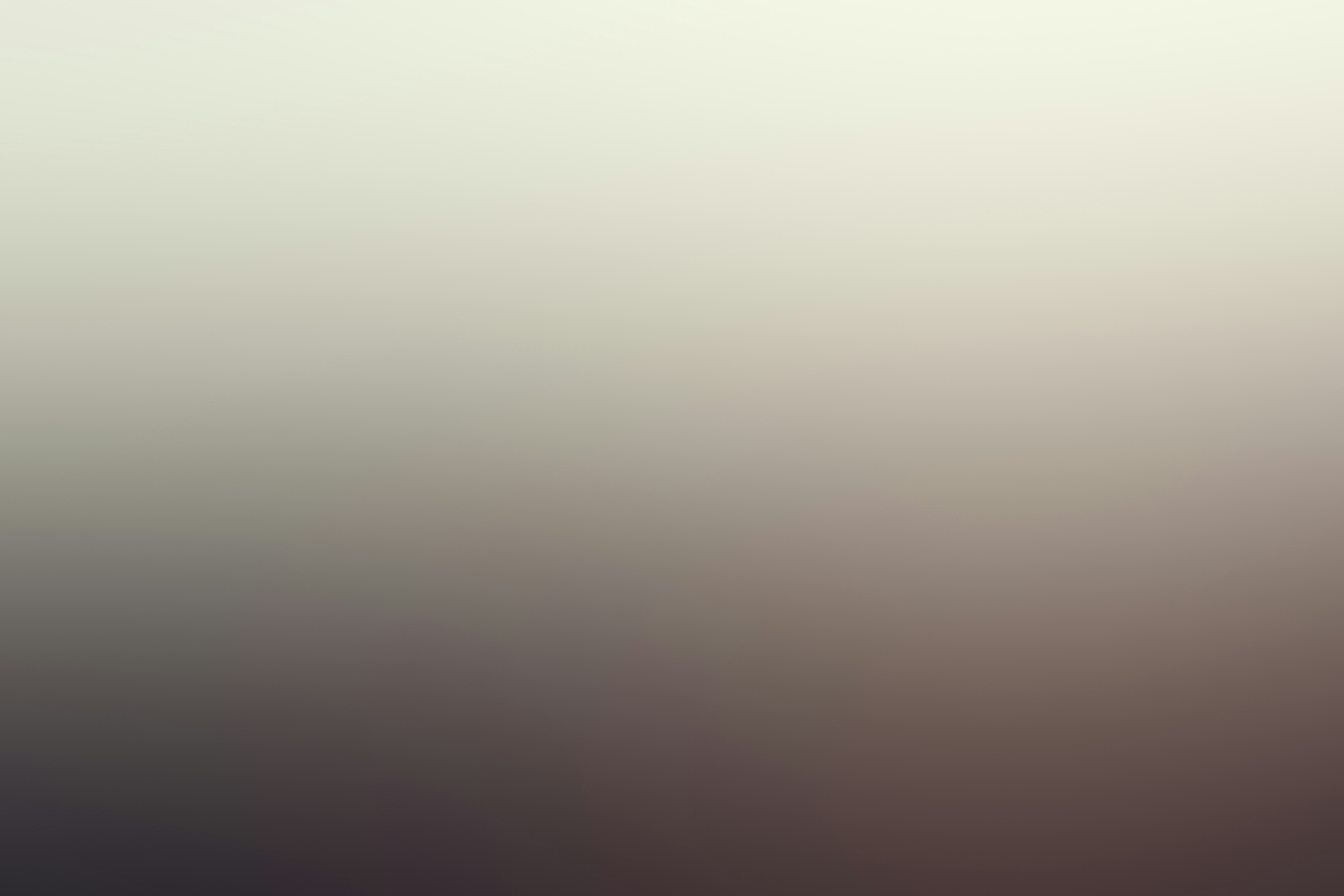 King Shiba header image