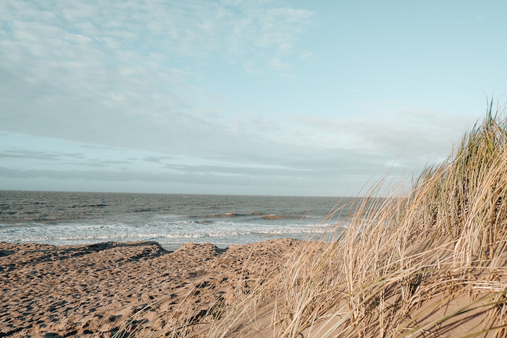 brown grass on brown sand near sea during daytime