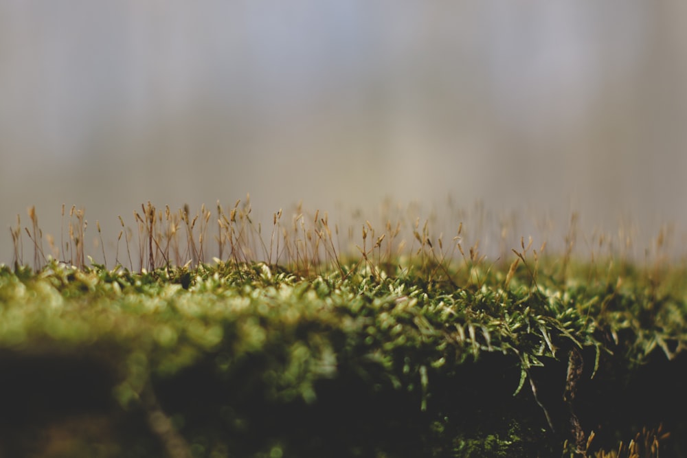 A close up of a tree with green moss growing on it photo – Free Green Image  on Unsplash