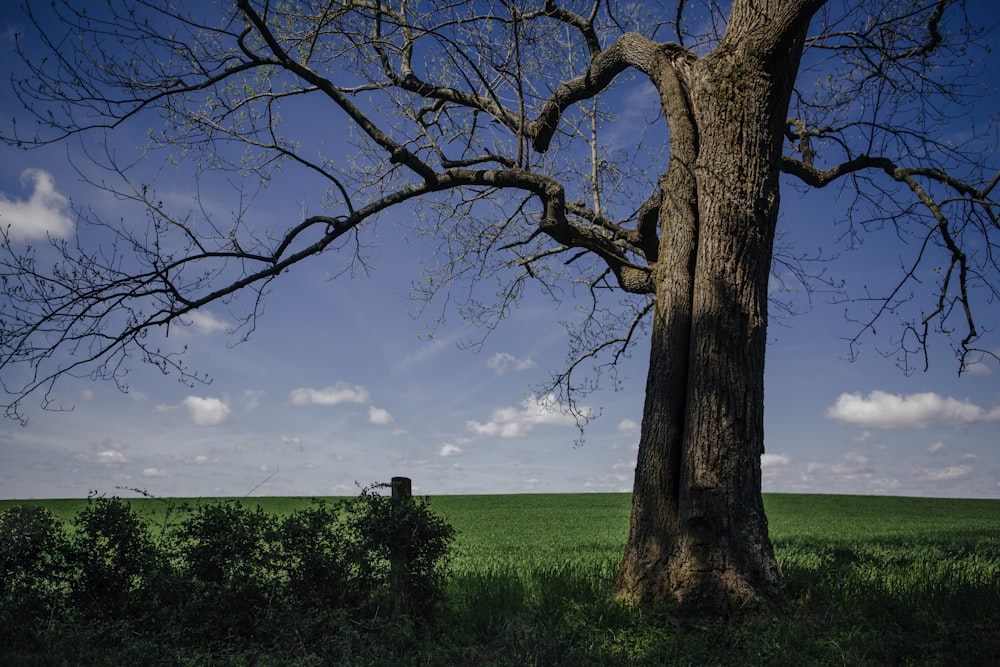 brown tree trunk on green grass field during daytime