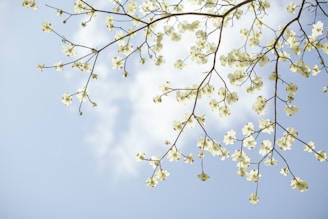white flowers under blue sky during daytime