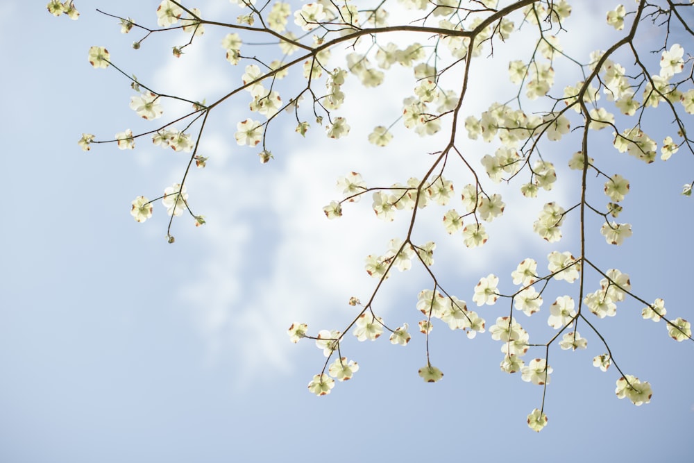 white flowers under blue sky during daytime