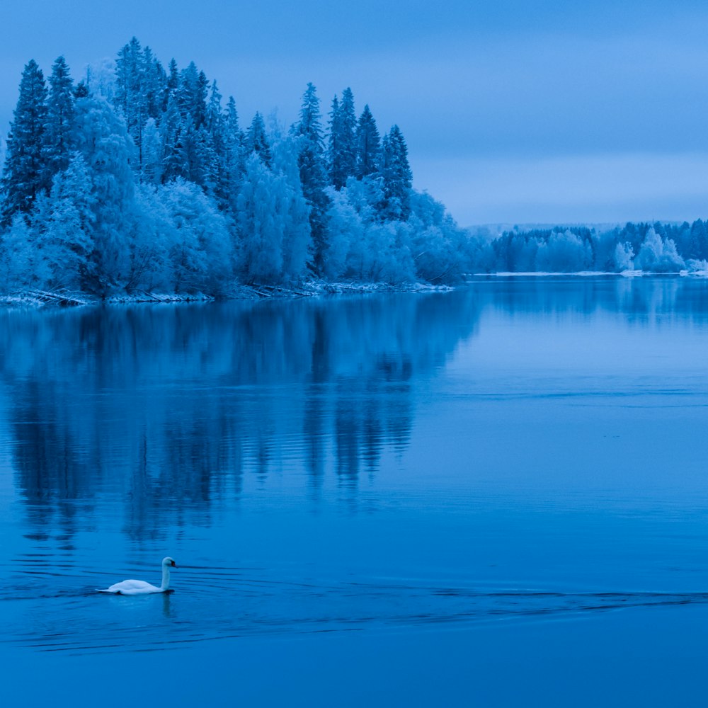 white swan on lake during daytime