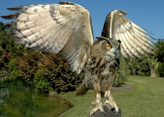 white and black owl on green grass during daytime