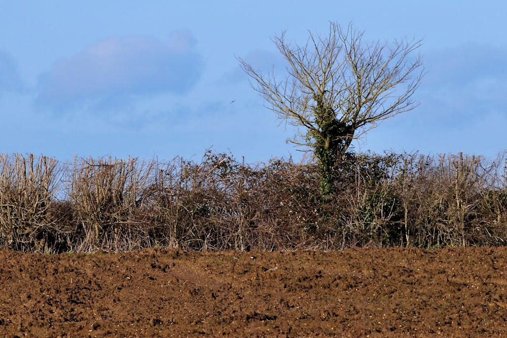 leafless tree on brown field under blue sky during daytime