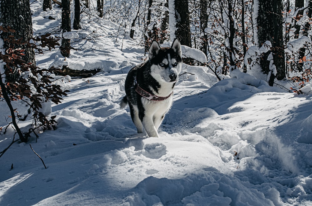 black and white siberian husky on snow covered ground during daytime