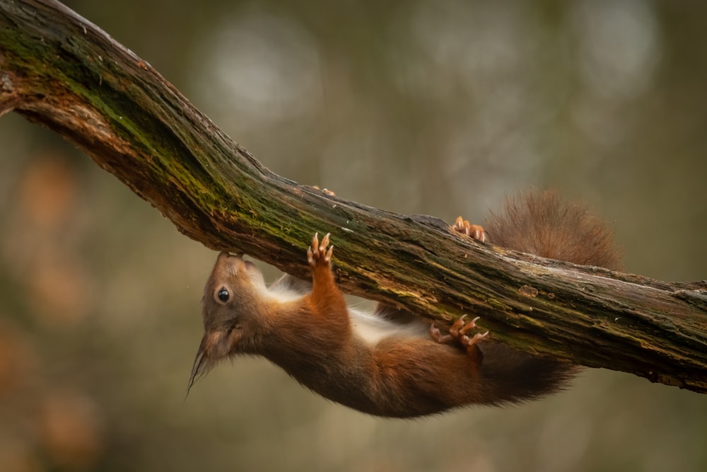 brown squirrel on brown tree branch