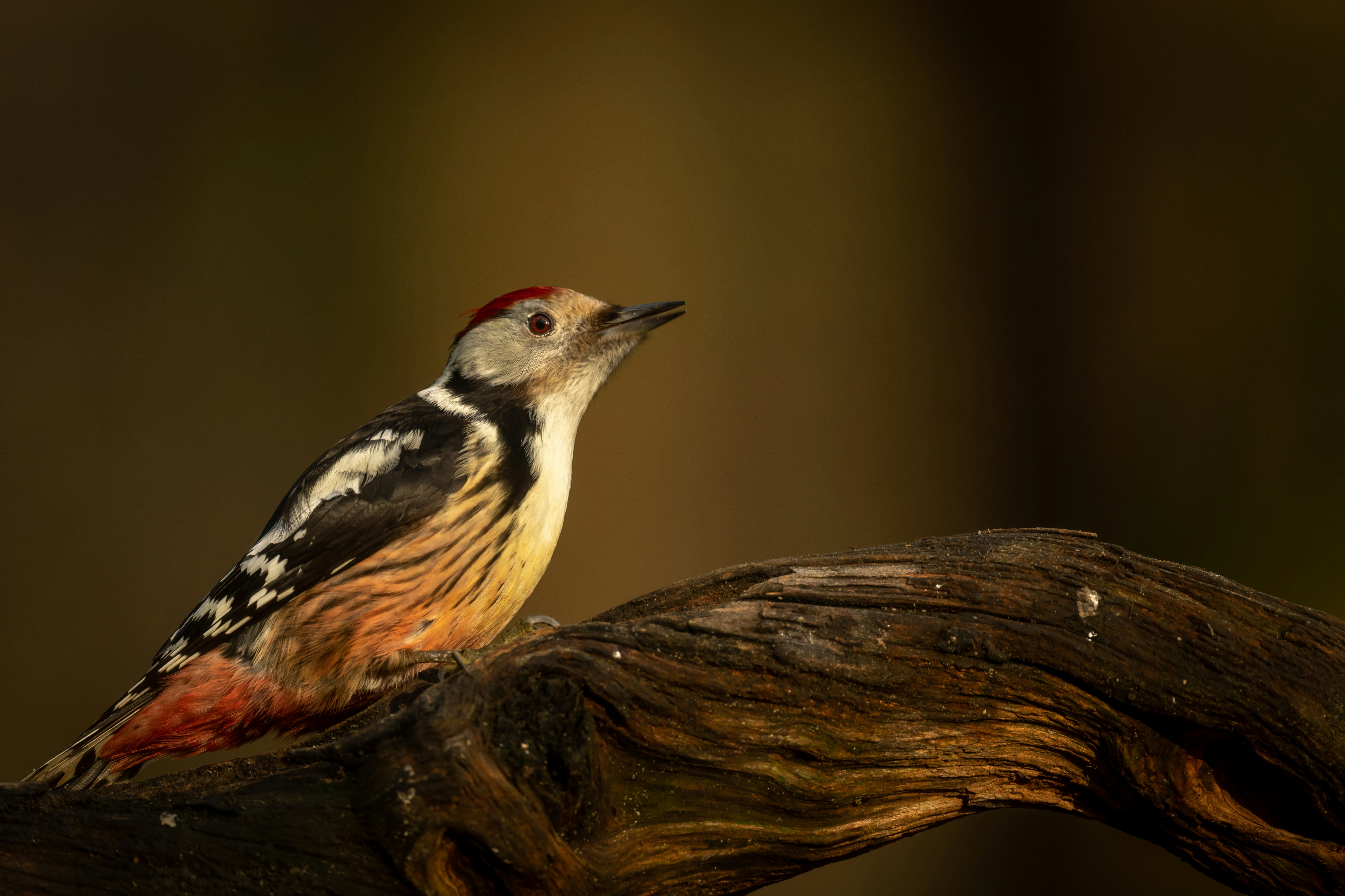 Photo by vincentvanzalinge