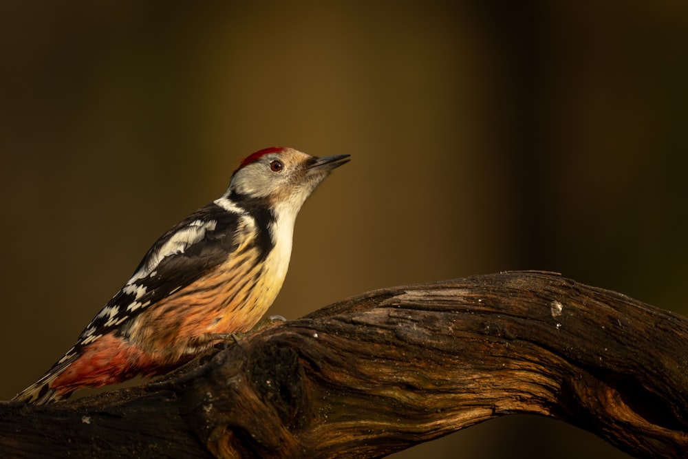 pájaro marrón y blanco en la rama de un árbol marrón