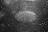 A black and white image featuring a prominent fingerprint on a surface with scratch marks. The texture and details of the fingerprint are clearly visible, suggesting close-up photography.