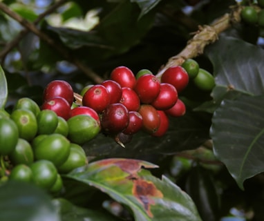 cafés especiais do cerrado mineiro