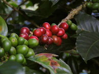 red and green cherry fruit