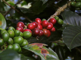 Ripe red coffee cherries on a plant