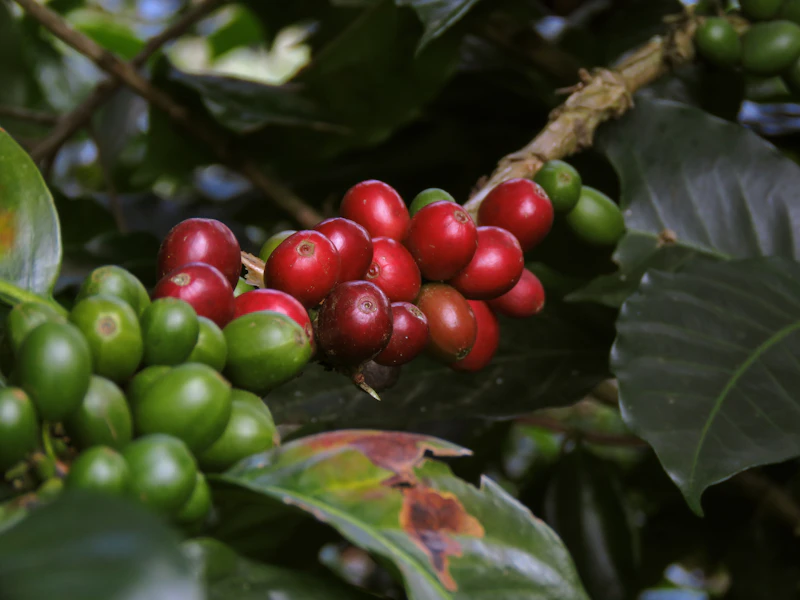 Cerezas de café en Nariño, Colombia