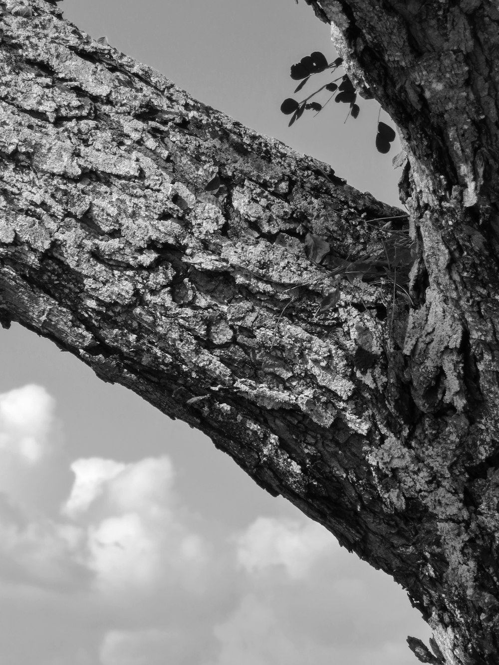 grayscale photo of tree trunk