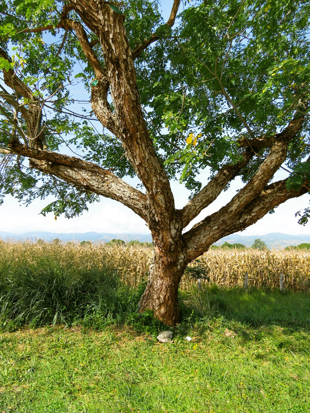 green tree on green grass field during daytime