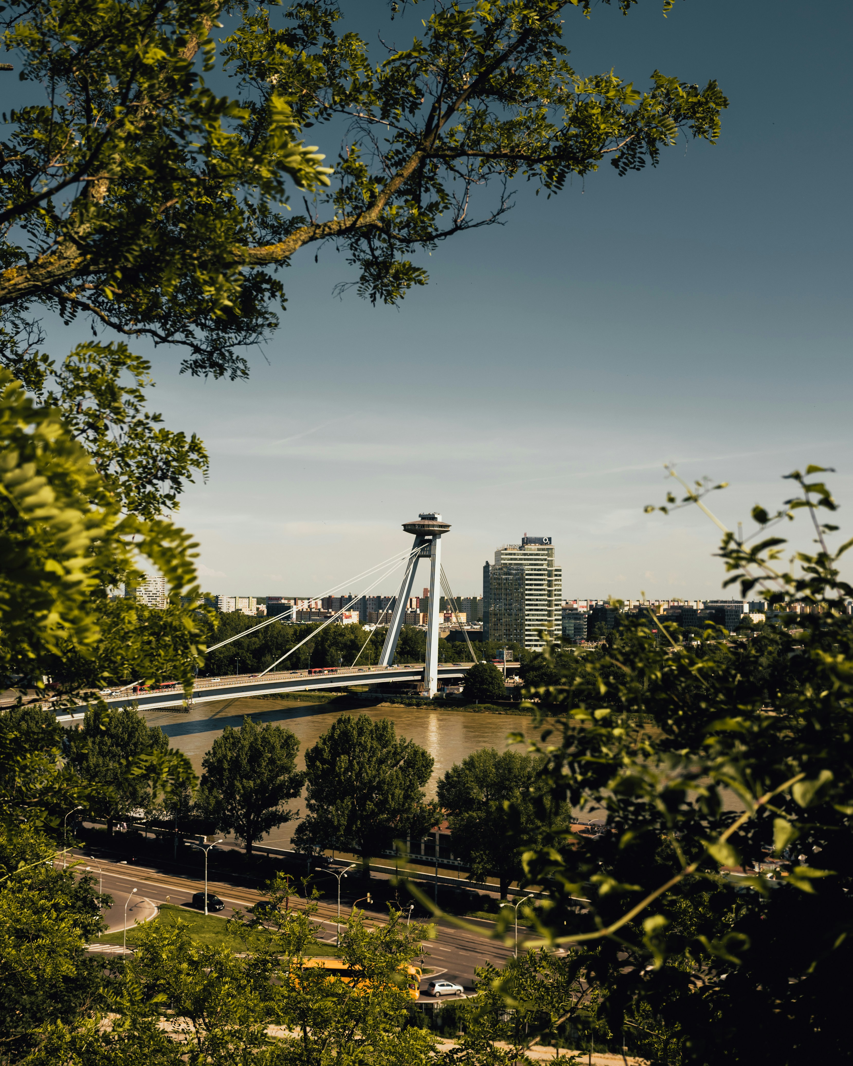 green trees near body of water during daytime