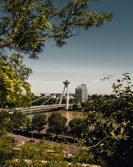 green trees near body of water during daytime