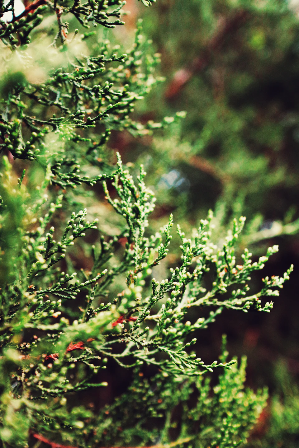 The image shows a close-up view of a branch from a tree, with its leaves appearing green and full. The background is blurred, suggesting that it could be an outdoor setting or a forested area. The focus on the branch and its details creates a sense of depth in the image, drawing attention to the intricate patterns formed by the leaves against the backdrop of the blurred foliage.