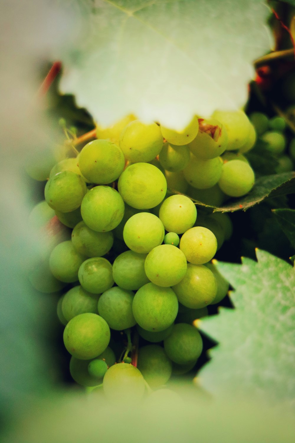 green grapes in macro lens