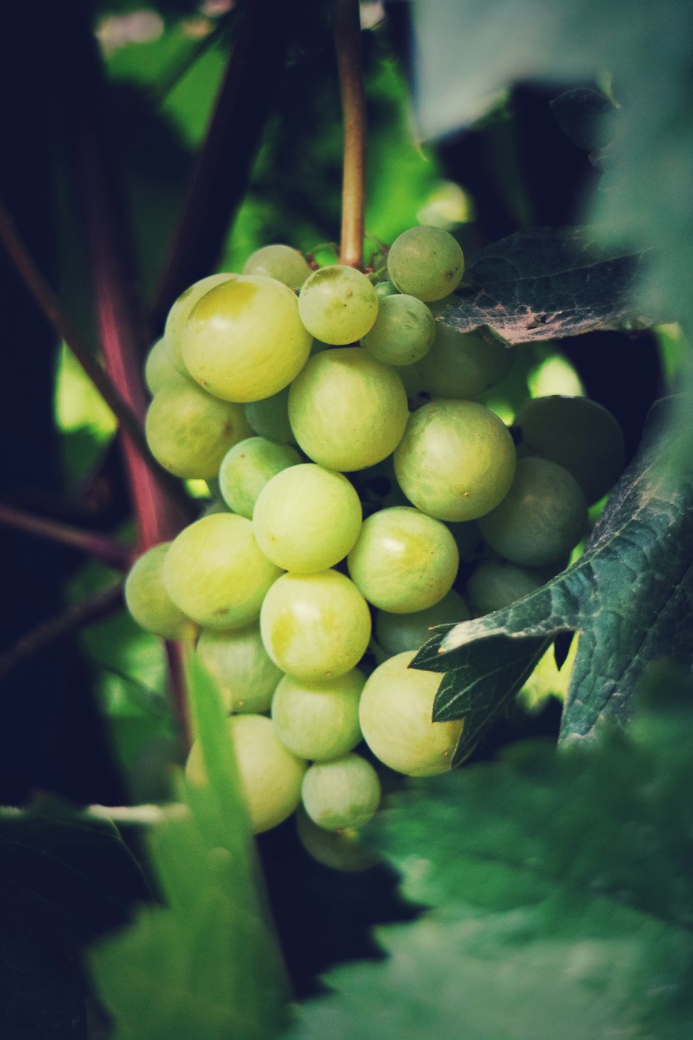 yellow round fruits on green stem