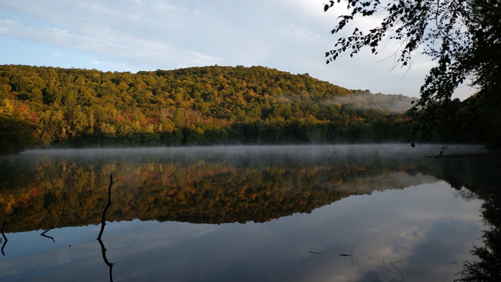 green and brown trees beside lake during daytime